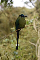 HAbitat de pajaro