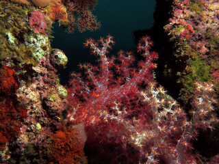Dendronephthya hemprichi coral growing on a wreck