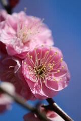 Close up macro photograph of the Japanese peach pink plum flowers from the grove in early spring time. ピンク色に色づく早春の日差しを浴びる梅の花枝の接写写真。