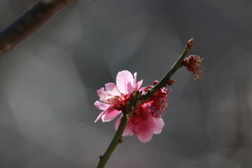 Close up macro photograph of the Japanese peach pink plum flowers from the grove in early spring time. 桃色の色づく早春の日差しを浴びる梅の花枝の接写写真。
