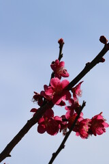 Close up macro photograph of the Japanese peach pink plum flowers from the grove in early spring time. 紅色に色づく早春の日差しを浴びる梅の花枝の接写写真。
