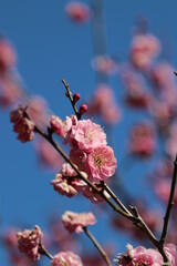 Close up macro photograph of the Japanese peach pink plum flowers from the grove in early spring time. ピンクに色づく早春の日差しを浴びる梅の花枝の接写写真。