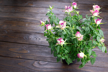 Rose on a wooden background.Bush of roses in a pot . Home gardening.Growing roses.