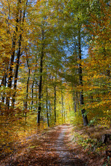 Obraz premium autumn in the forest