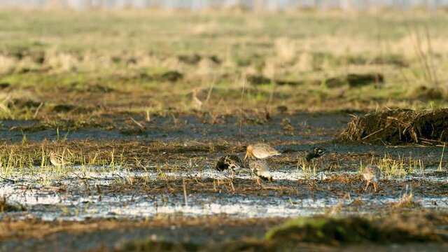 Black-tailed godwit and a flock of ruff birds during spring migration on wetlands flooded meadow feeding