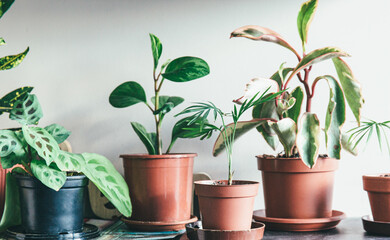 Different flowers in a pot on shelves at home. Interior decor, indoor gardening © Natali