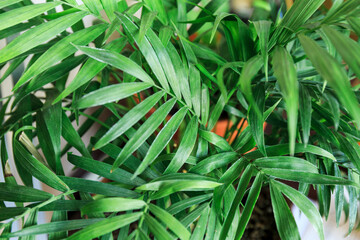 Close up of green leaves, macro shot. Texture of neon leaf. Indoor gardening, hobby