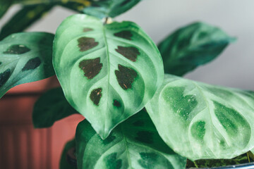 Close up of green leaf, macro shot. Texture of maranta calathea leaf. Indoor gardening, hobby © Natali