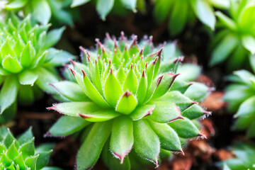 Close up of a cactus.  Succulent Plant in the pot under sun lights. Close up, macro shot. Indoor gardening © Natali