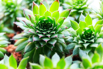 Close up of a cactus.  Succulent Plant in the pot under sun lights. Close up, macro shot. Indoor gardening © Natali