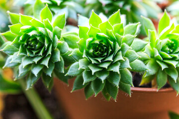 Close up of a cactus.  Succulent Plant in the pot under sun lights. Close up, macro shot. Indoor gardening © Natali