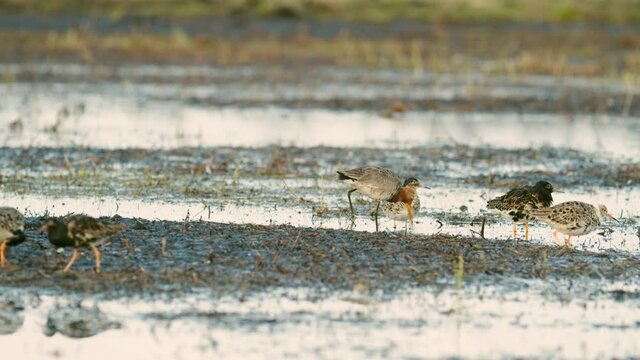 Black-tailed godwit and a flock of ruff birds during spring migration on wetlands flooded meadow feeding