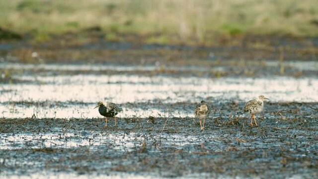 Black-tailed godwit and a flock of ruff birds during spring migration on wetlands flooded meadow feeding