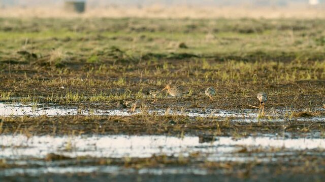 Black-tailed godwit and a flock of ruff birds during spring migration on wetlands flooded meadow feeding