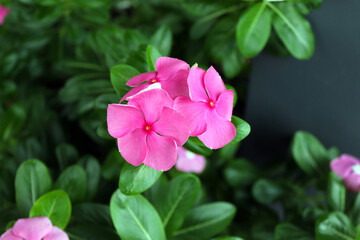 Fresh pink watercress flowers with flower petals blooming in the garden.