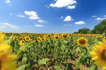 Beautiful blooming sunflowers field nature landscape with blue sky.