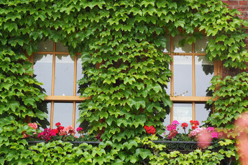 window with ivy