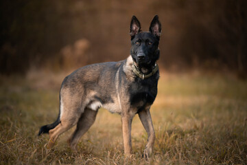 Owczarek belgijski (malinois) stoi na łące 