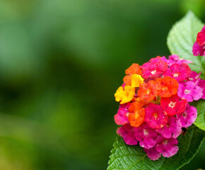 red and yellow flowers
