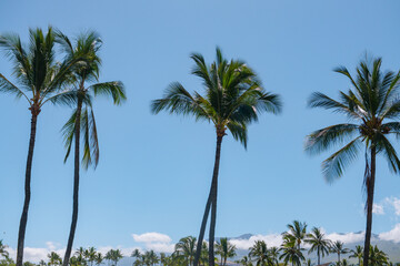Fototapeta premium Tropical trees background. Coco palms on blue sky. Exotic summer nature background, green leaves, natural landscape. Summer tropical island, holiday or vacation pattern. Palms landscape.