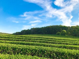 Fototapeta na wymiar Natural landscape tea Plantations at Cameron