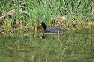 American coon,bird, lake, water,nature