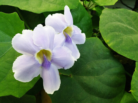 Close-up of beautiful blue bengal trumpet flower.