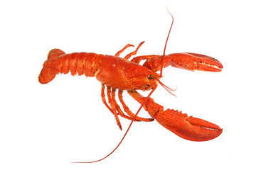 cooked red lobster isolated on white background