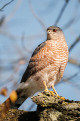 Sharp-Shinned Hawk Side