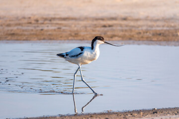The pied avocet, Recurvirostra avosetta, is a large black and white wader with long, upturned beak