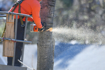 manual worker sawing the tree trunk for tree removal