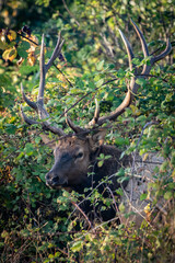 Roosevelt bull elk peering out of blackberry bushes