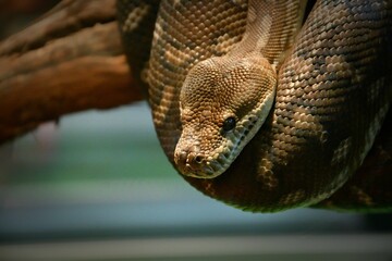Bradley Rhombic Python (Latin. Morelia bredli) – a species of rhombic python in the family Pythonidae 