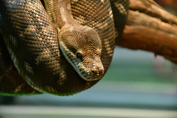 Bradley Rhombic Python (Latin. Morelia bredli) – a species of rhombic python in the family Pythonidae 