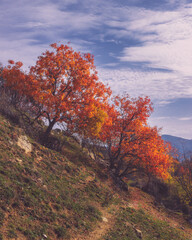 autumn trees in the mountains