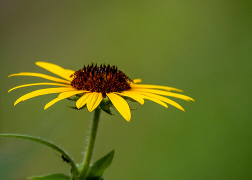 Wild Sunflower3495
