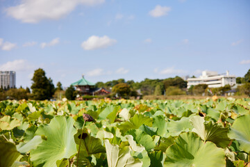Fototapeta na wymiar 上野公園と快晴の空