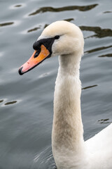 Portrait of a graceful white swan with long neck on dark water background.