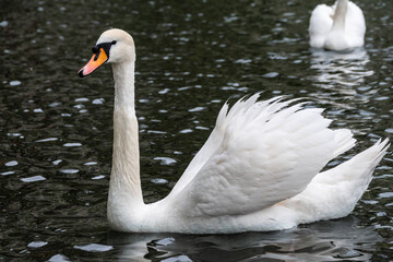 A graceful white swan swimming on a lake with dark water. The white swan is reflected in the water