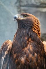 Portrait of Bird of prey Golden Eagle, Aquila chrysaetos