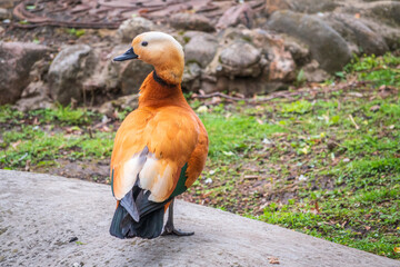 The ruddy shelduck walks across the green lawn.