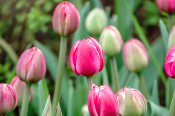 Fototapeta premium Beautiful pink and white tulips flower bed in the green spring garden