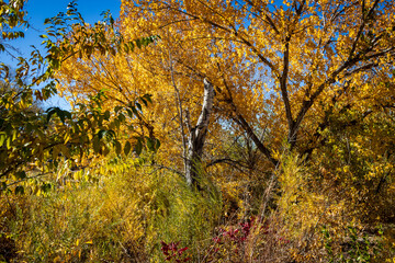 Fall Colors in the Wilderness