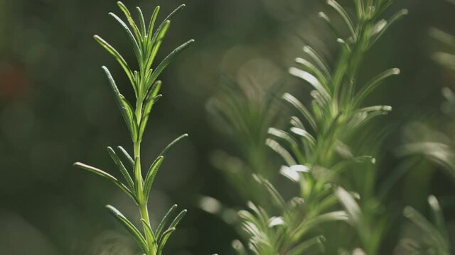 rosemary Isolated Green plant with blurry background