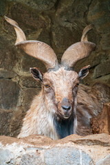 Close-up portrait of Markhor, Capra falconeri, wild goat native to Central Asia, Karakoram and the...