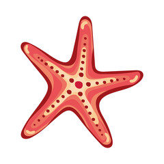 starfish sea shell