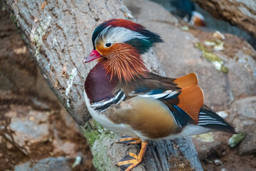 Beautiful male or drake mandarin duck, lat. Aix galericulata, with pretty feathers