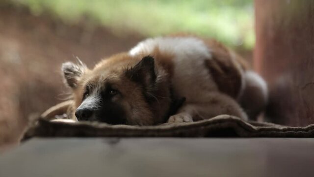 Close up of dog lying down resting almost asleep. Static, low POV, shallow focus