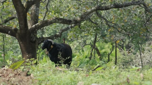 Farm Scene With Restless Black Sheep Tied Under Tree. Static, Close Up