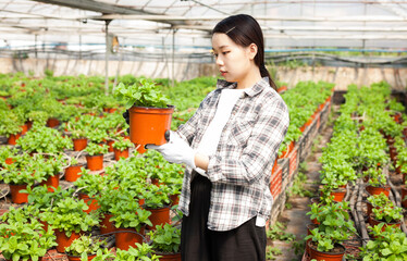 Chinese woman caring for mint plant in a greenhouse. High quality photo
